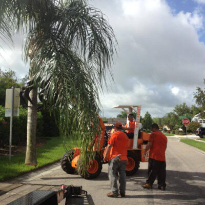Palm Tree Removals, Palm Beach County Gutter Drainage Contractors