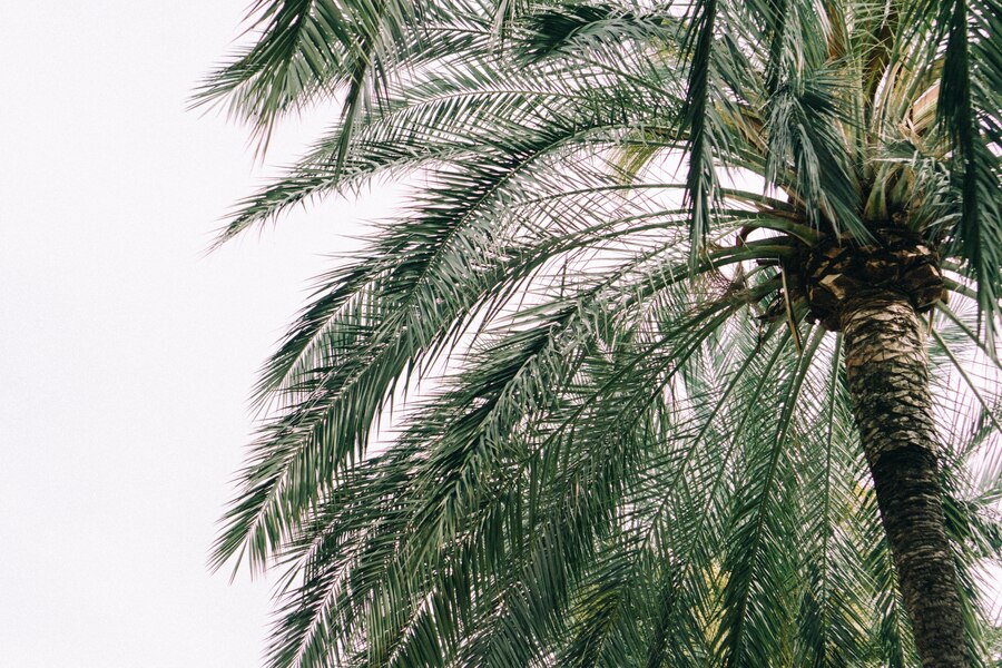 Palm Tree Replacements, Palm Beach County Gutter Drainage Contractors